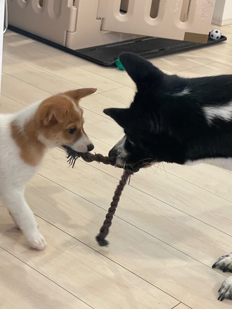 わんちゃんと触れ合える<br />癒し空間